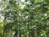 laguno-8