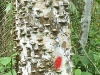 tachuelo-5
