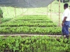 vivero