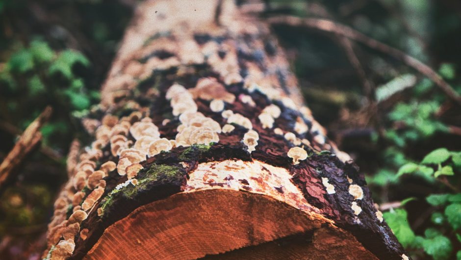 COMAFORS desarrolla el Clúster de productos forestales para la industria de la construcción sostenible con el Distrito Metropolitano de Quito