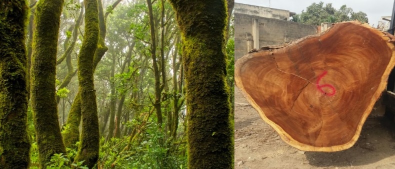 Bosques tropicales, ¿cómo protegerlos?