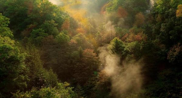 La importancia de los árboles para el medio ambiente
