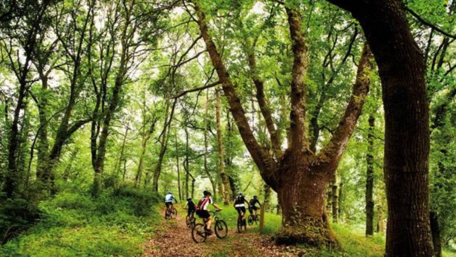 Los árboles de distintas especies se ayudan para incrementar la producción de madera del bosque