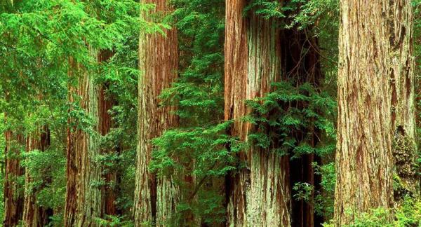 La importancia de los árboles para la naturaleza