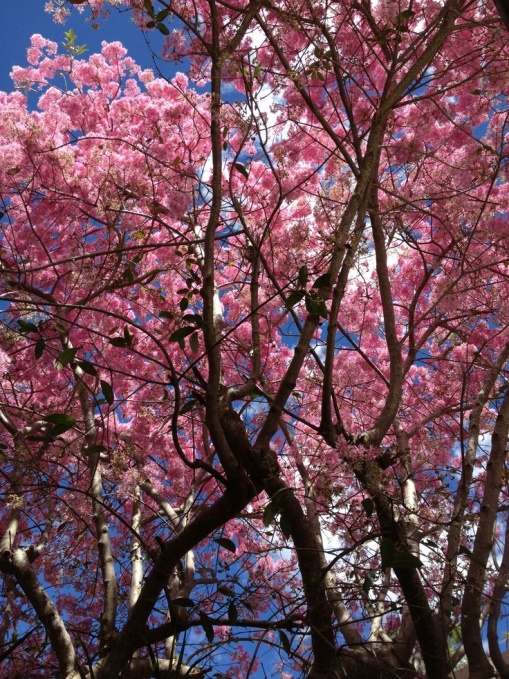 La Corporación de Manejo Forestal Sustentable realizará la entrega de 1300 plantas al Distrito Metropolitano de Quito