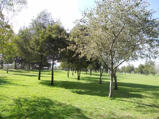 En la ciudad de Quito se sembró 10 000 árboles en el antiguo aeropuerto