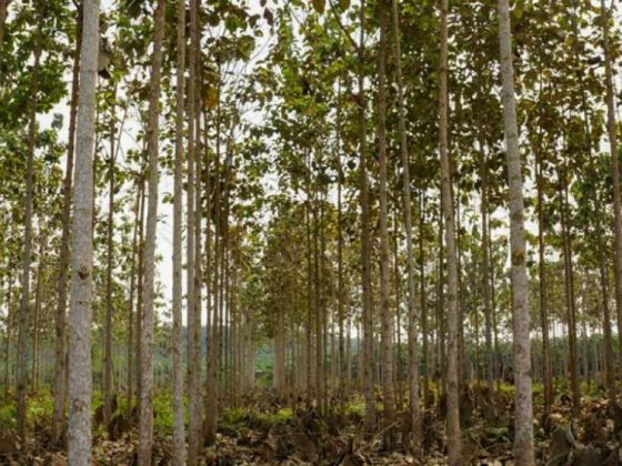 Mantenimiento y poda de formación en plantaciones de Teca, en la Comuna San Pablo, Provincia de Orellana