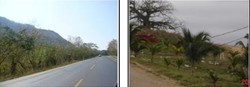 Plan de Reforestación Sustentable orientado a proporcionar Servicios Ambientales en las vías concesionadas y otros  sectores de la Provincia del Guayas