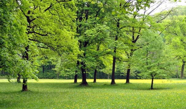 Así es como los bosques frenan el cambio climático