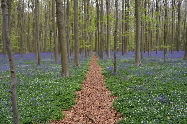 ¿Qué aportan los bosques al mundo rural?