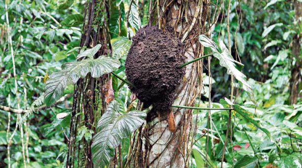 Santo Domingo: Dos bosques son preservados