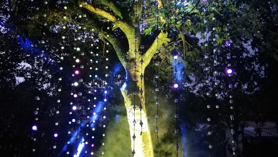 Bosque de Luz, en el centro del mundo
