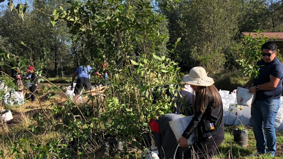 COMAFORS colaboró con la donación de árboles a BIODIMED