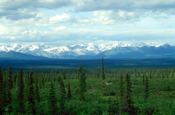 Cuál es la importancia de los bosques y selvas
