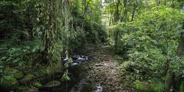 Preservar los bosques tropicales es fundamental para mitigar la crisis climática