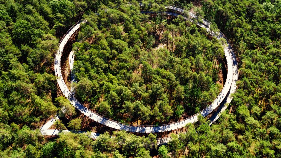 Ciclismo a través de los árboles