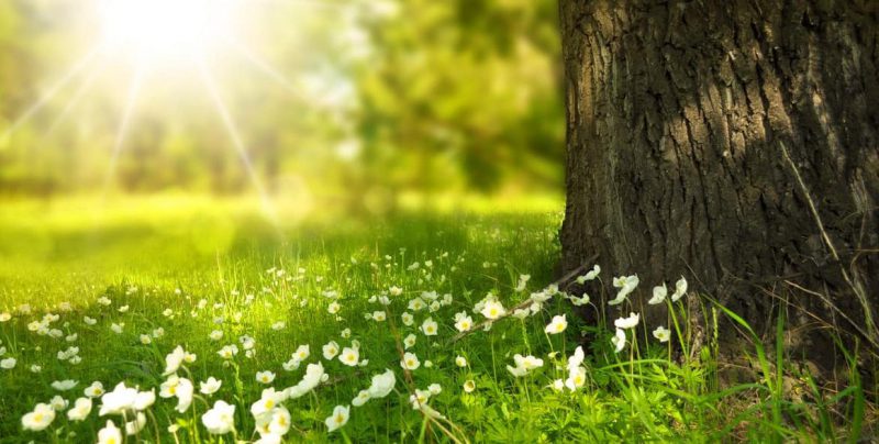 La naturaleza, el aliado más efectivo contra el cambio climático