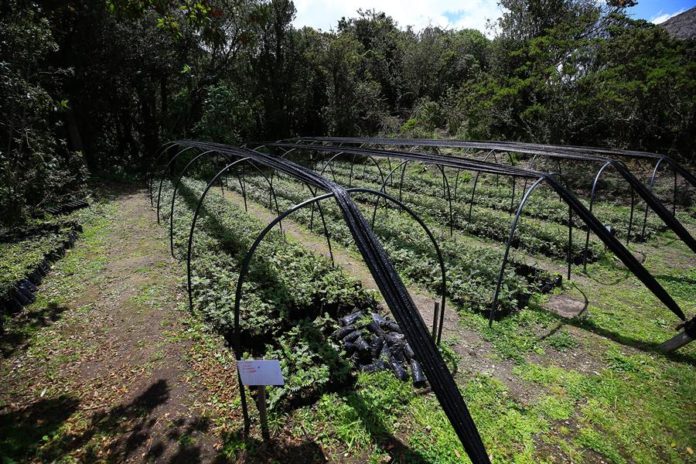 Ecuador combatirá crisis climática con siembra de nueve millones de árboles