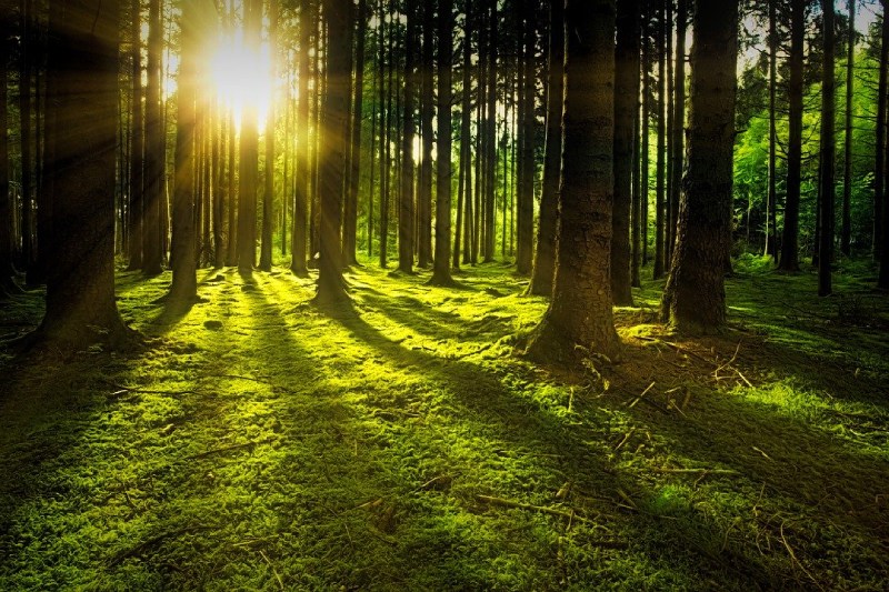 2020: un año clave para enfrentar las emergencias del clima y la biodiversidad