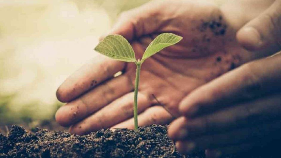 Reforestación en seis países podría detener el cambio climático