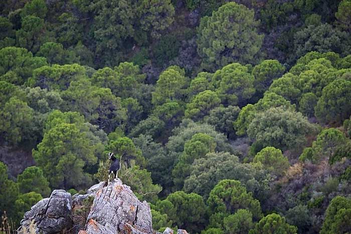 ¿Por qué su sistema inmunológico necesita un bosque?